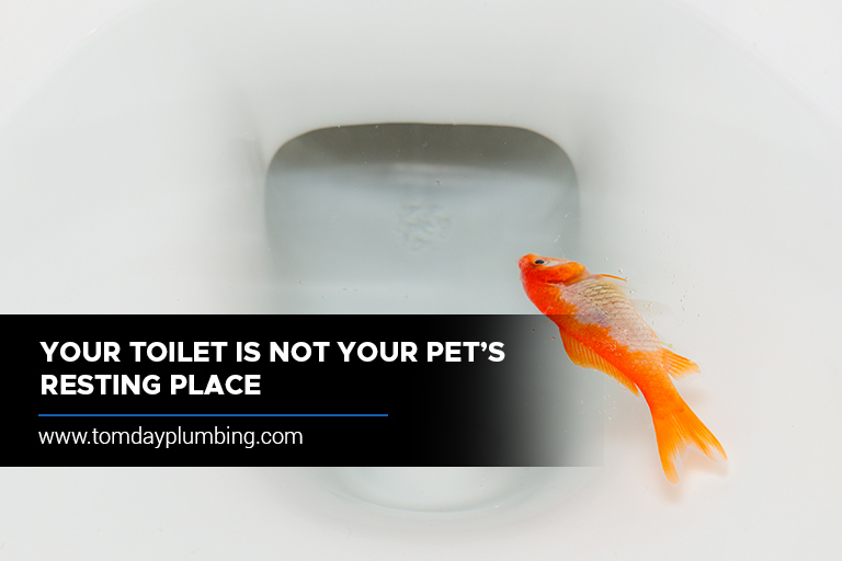 Your toilet is not your pet’s resting place